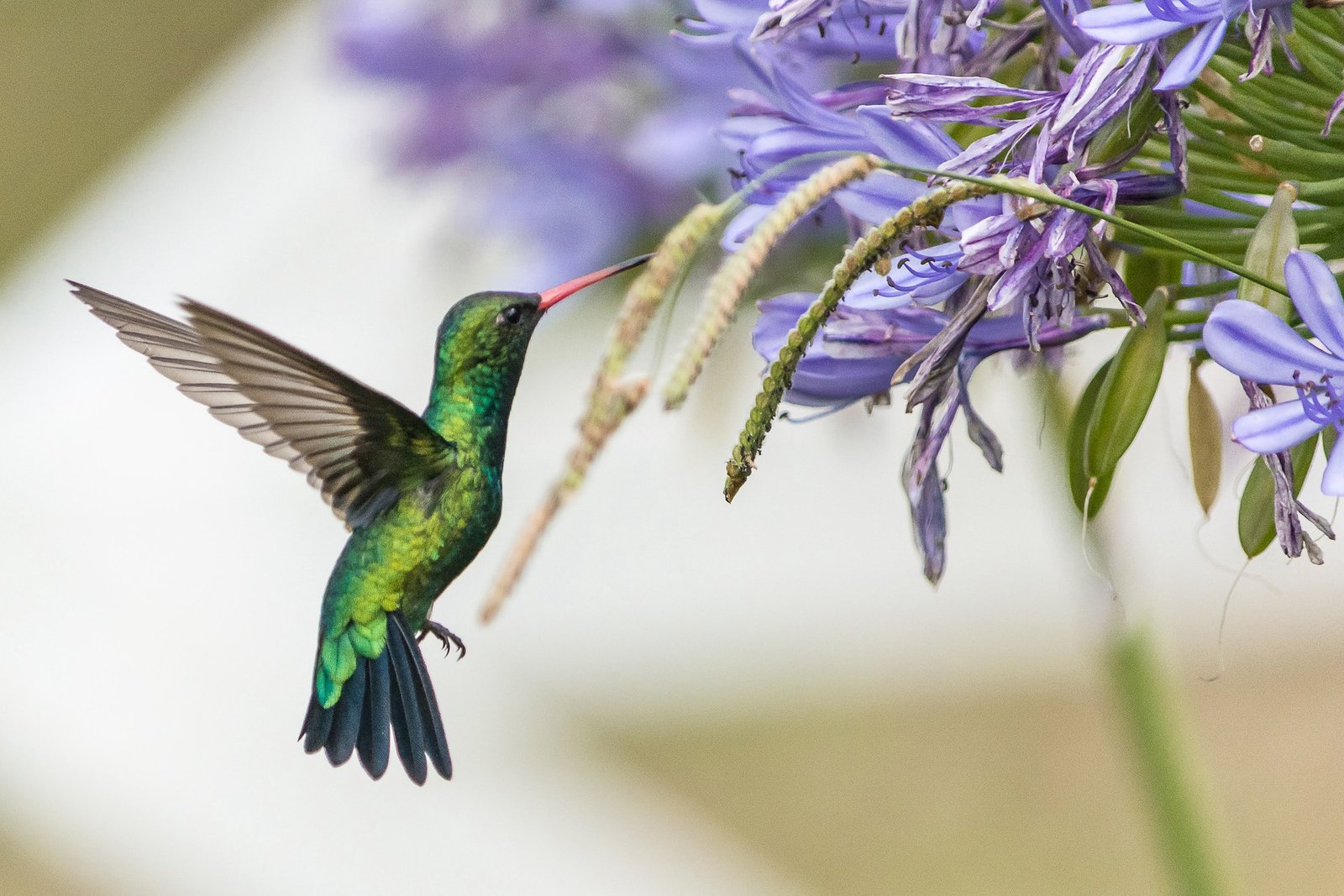 Image by Sergio Carabajal from Pixabay